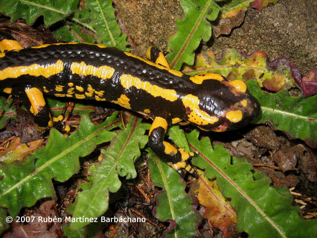 Salamandra salamandra fastuosa/bejarae